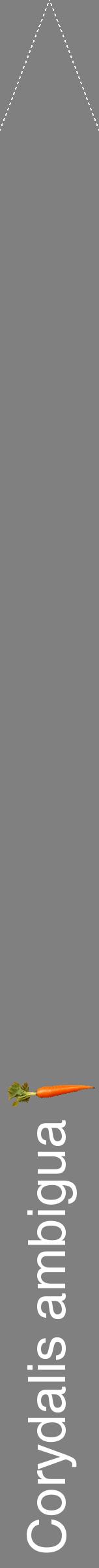 Étiquette de : Corydalis ambigua - format b - style blanche57hel avec comestibilité simplifiée