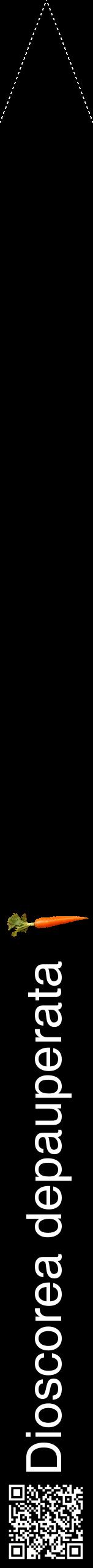 Étiquette de : Dioscorea depauperata - format b - style blanche59hel avec qrcode et comestibilité simplifiée