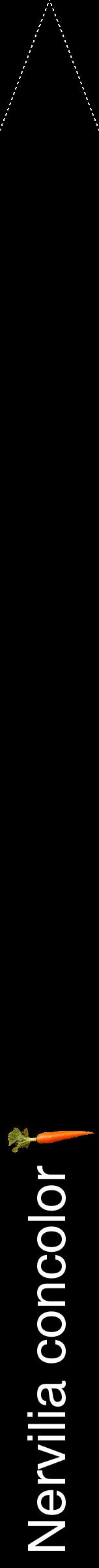 Étiquette de : Nervilia concolor - format b - style blanche59hel avec comestibilité simplifiée
