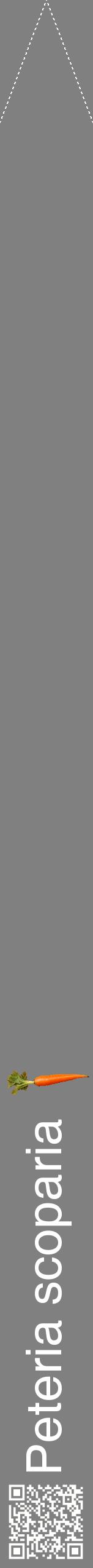 Étiquette de : Peteria scoparia - format b - style blanche57hel avec qrcode et comestibilité simplifiée