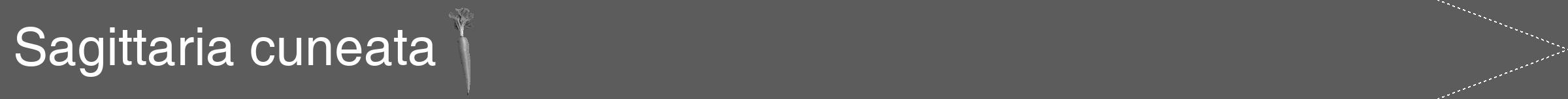 Étiquette de : Sagittaria cuneata - format b - style blanche49simplehel avec comestibilité simplifiée