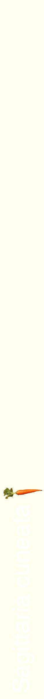 Étiquette de : Sagittaria cuneata - format b - style blanche19hel avec comestibilité simplifiée
