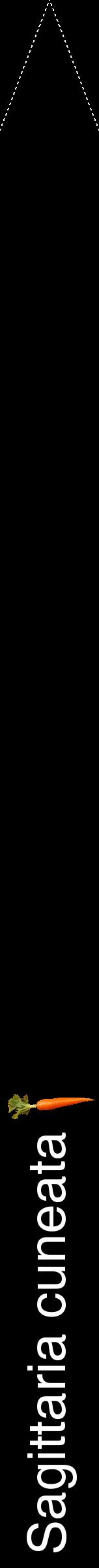 Étiquette de : Sagittaria cuneata - format b - style blanche59hel avec comestibilité simplifiée
