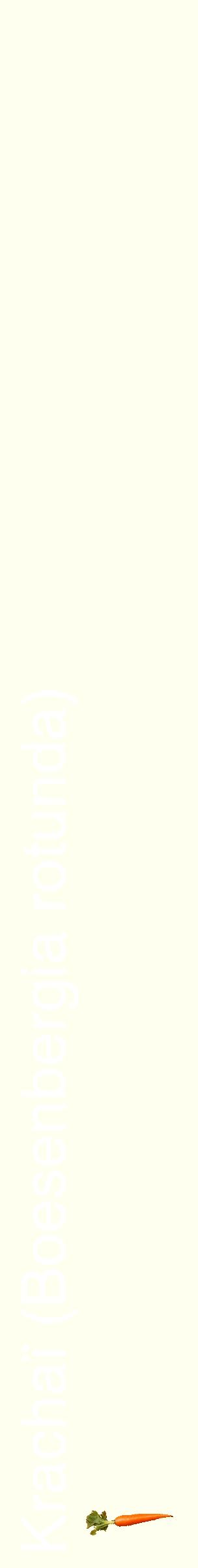Étiquette de : Boesenbergia rotunda - format c - style blanche19_simplehel avec comestibilité simplifiée