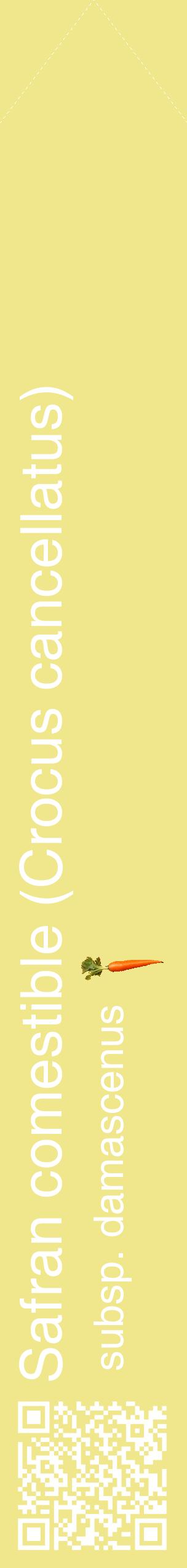 Étiquette de : Crocus cancellatus subsp. damascenus - format c - style blanche20_simplehel avec qrcode et comestibilité simplifiée