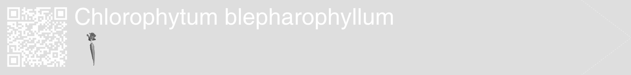 Étiquette de : Chlorophytum blepharophyllum - format c - style blanche20_simple_simplehel avec qrcode et comestibilité simplifiée