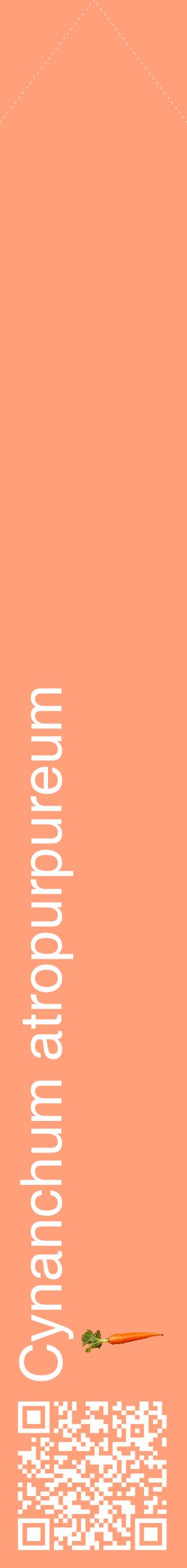 Étiquette de : Cynanchum atropurpureum - format c - style blanche39_simplehel avec qrcode et comestibilité simplifiée