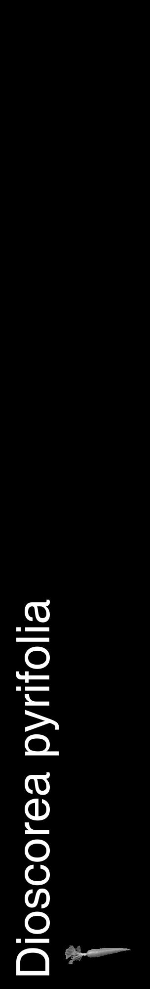 Étiquette de : Dioscorea pyrifolia - format c - style blanche59_basique_basiquehel avec comestibilité simplifiée - position verticale