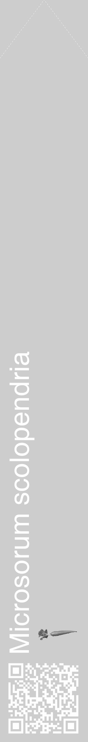 Étiquette de : Microsorum scolopendria - format c - style blanche41_simple_simplehel avec qrcode et comestibilité simplifiée - position verticale