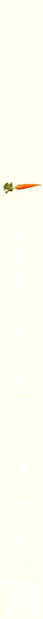 Étiquette de : Conopodium majus - format a - style blanche19viv avec qrcode et comestibilité simplifiée