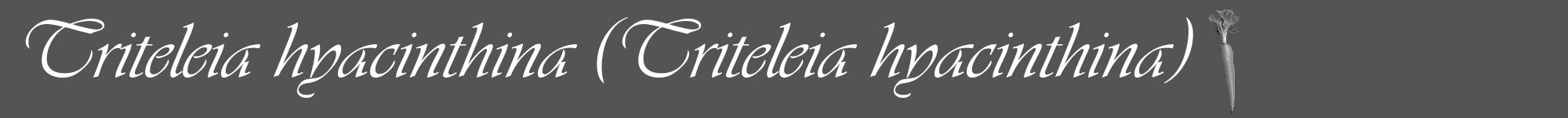 Étiquette de : Triteleia hyacinthina - format a - style blanche36viv avec comestibilité simplifiée
