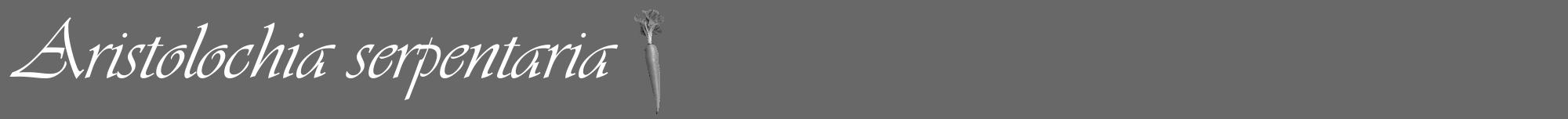 Étiquette de : Aristolochia serpentaria - format a - style blanche6viv avec comestibilité simplifiée