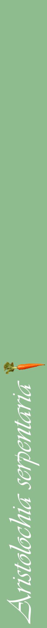 Étiquette de : Aristolochia serpentaria - format a - style blanche13viv avec comestibilité simplifiée