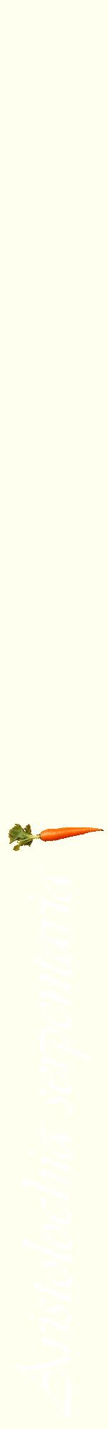Étiquette de : Aristolochia serpentaria - format a - style blanche19viv avec comestibilité simplifiée