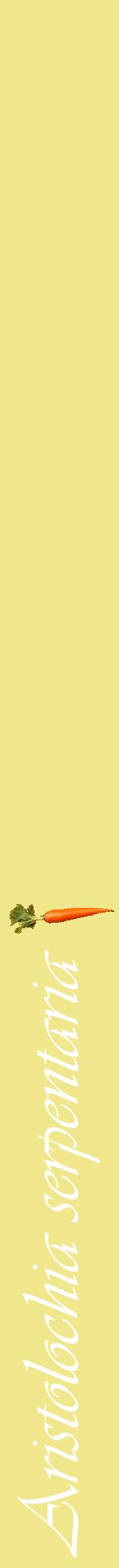 Étiquette de : Aristolochia serpentaria - format a - style blanche20viv avec comestibilité simplifiée