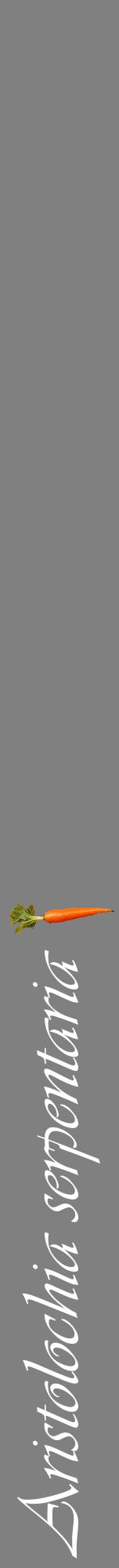 Étiquette de : Aristolochia serpentaria - format a - style blanche57viv avec comestibilité simplifiée
