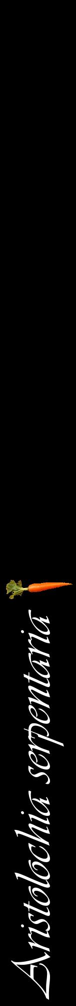 Étiquette de : Aristolochia serpentaria - format a - style blanche59viv avec comestibilité simplifiée