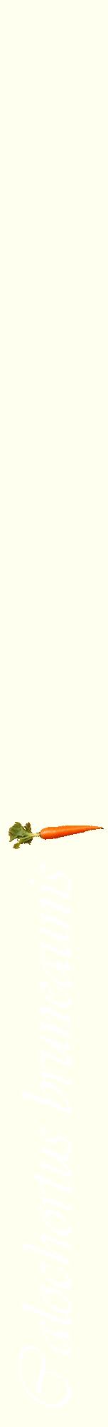 Étiquette de : Calochortus bruneaunis - format a - style blanche19viv avec comestibilité simplifiée