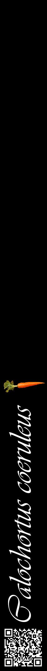 Étiquette de : Calochortus coeruleus - format a - style blanche59viv avec qrcode et comestibilité simplifiée