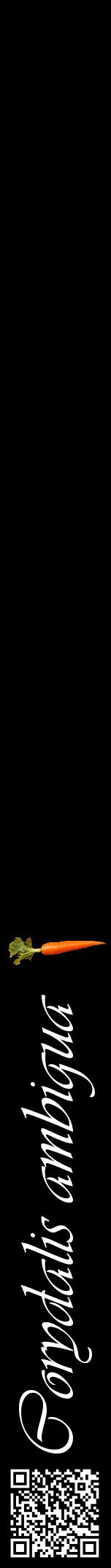 Étiquette de : Corydalis ambigua - format a - style blanche59viv avec qrcode et comestibilité simplifiée
