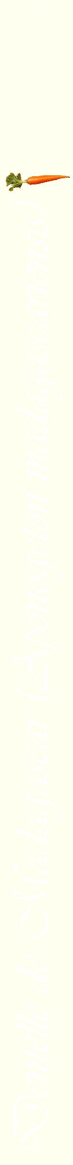Étiquette de : Aponogeton madagascariensis - format b - style blanche19viv avec comestibilité simplifiée