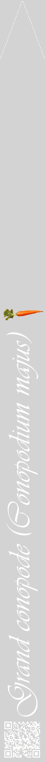 Étiquette de : Conopodium majus - format b - style blanche56viv avec qrcode et comestibilité simplifiée