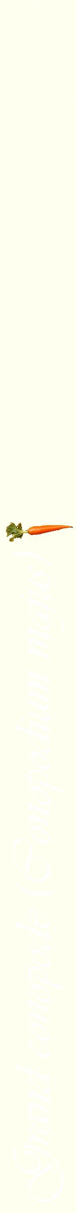Étiquette de : Conopodium majus - format b - style blanche19viv avec comestibilité simplifiée
