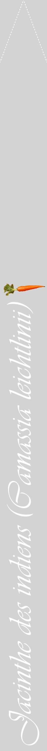 Étiquette de : Camassia leichtlinii - format b - style blanche56viv avec comestibilité simplifiée