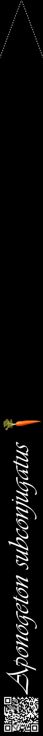 Étiquette de : Aponogeton subconjugatus - format b - style blanche59viv avec qrcode et comestibilité simplifiée