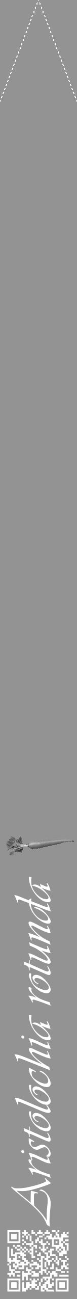 Étiquette de : Aristolochia rotunda - format b - style blanche44viv avec qrcode et comestibilité simplifiée - position verticale