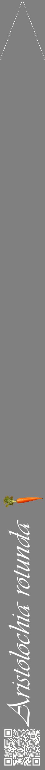 Étiquette de : Aristolochia rotunda - format b - style blanche57viv avec qrcode et comestibilité simplifiée