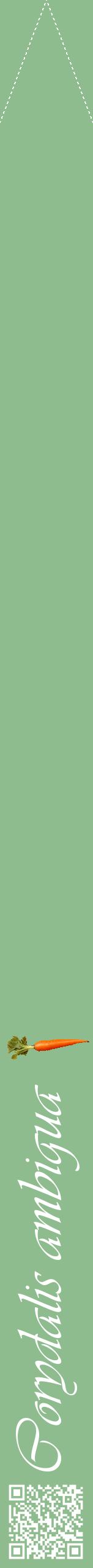 Étiquette de : Corydalis ambigua - format b - style blanche13viv avec qrcode et comestibilité simplifiée