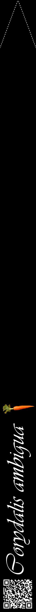 Étiquette de : Corydalis ambigua - format b - style blanche59viv avec qrcode et comestibilité simplifiée