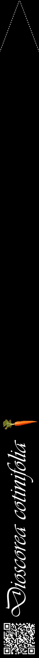 Étiquette de : Dioscorea cotinifolia - format b - style blanche59viv avec qrcode et comestibilité simplifiée