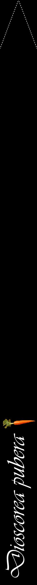 Étiquette de : Dioscorea pubera - format b - style blanche59viv avec comestibilité simplifiée