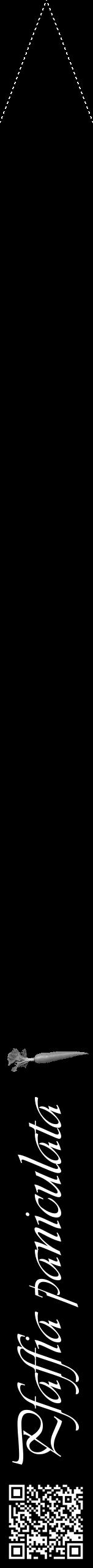 Étiquette de : Pfaffia paniculata - format b - style blanche59viv avec qrcode et comestibilité simplifiée - position verticale