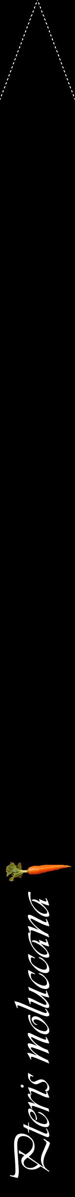 Étiquette de : Pteris moluccana - format b - style blanche59viv avec comestibilité simplifiée