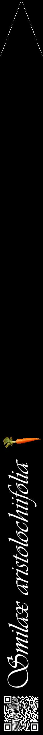 Étiquette de : Smilax aristolochiifolia - format b - style blanche59viv avec qrcode et comestibilité simplifiée