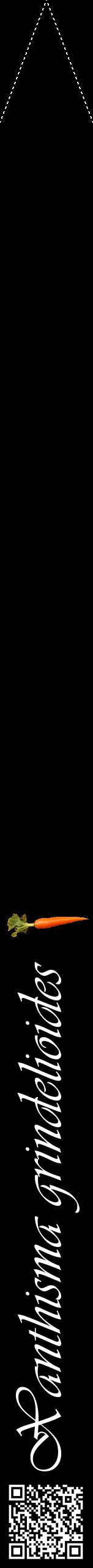 Étiquette de : Xanthisma grindelioides - format b - style blanche59viv avec qrcode et comestibilité simplifiée