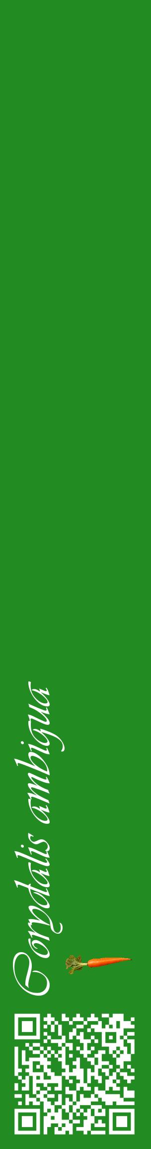 Étiquette de : Corydalis ambigua - format c - style blanche10_basiqueviv avec qrcode et comestibilité simplifiée