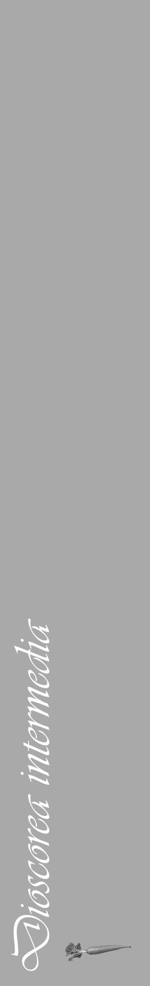 Étiquette de : Dioscorea intermedia - format c - style blanche13_basique_basiqueviv avec comestibilité simplifiée - position verticale