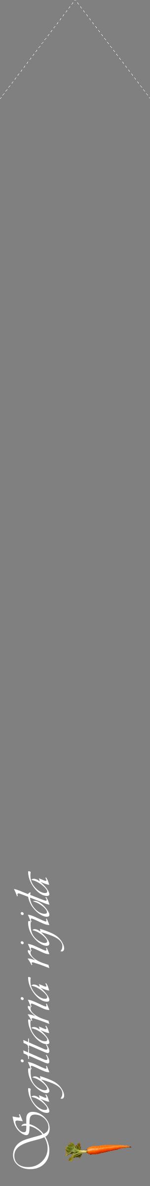 Étiquette de : Sagittaria rigida - format c - style blanche57_simpleviv avec comestibilité simplifiée