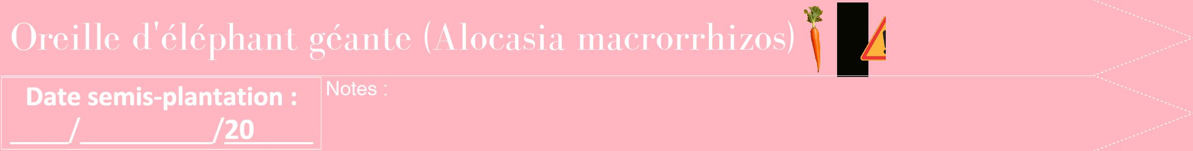 Étiquette de : Alocasia macrorrhizos - format b - style blanche41bod avec comestibilité simplifiée