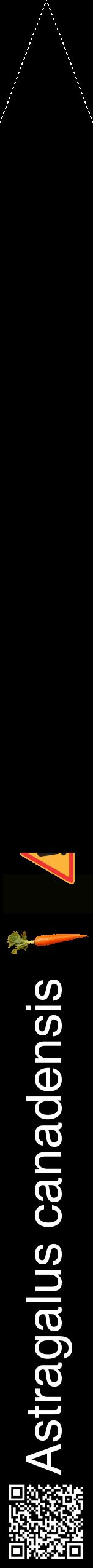 Étiquette de : Astragalus canadensis - format b - style blanche59hel avec qrcode et comestibilité simplifiée