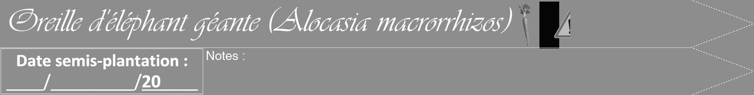 Étiquette de : Alocasia macrorrhizos - format b - style blanche2viv avec comestibilité simplifiée