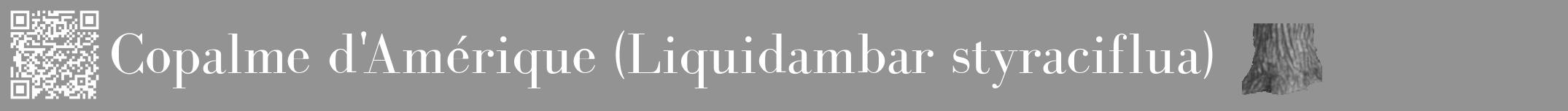 Étiquette de : Liquidambar styraciflua - format a - style blanche44bod avec qrcode et comestibilité simplifiée