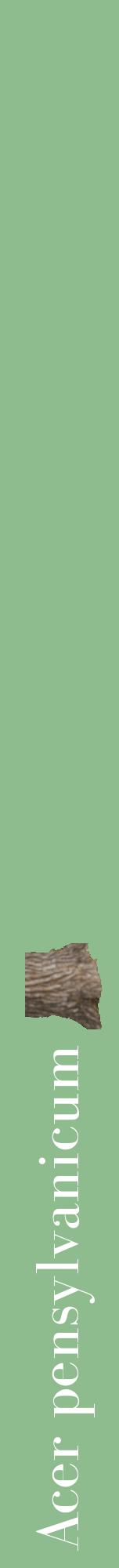 Étiquette de : Acer pensylvanicum - format a - style blanche13bod avec comestibilité simplifiée