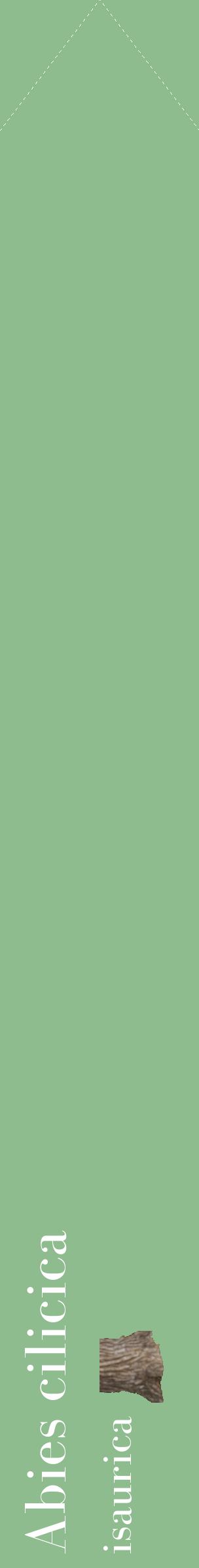 Étiquette de : Abies cilicica isaurica - format c - style blanche13_simplebod avec comestibilité simplifiée