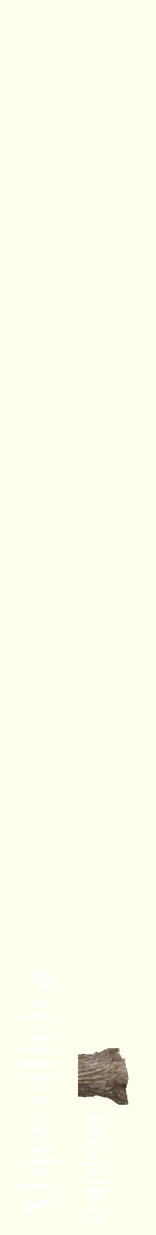 Étiquette de : Abies cilicica isaurica - format c - style blanche19_simplebod avec comestibilité simplifiée