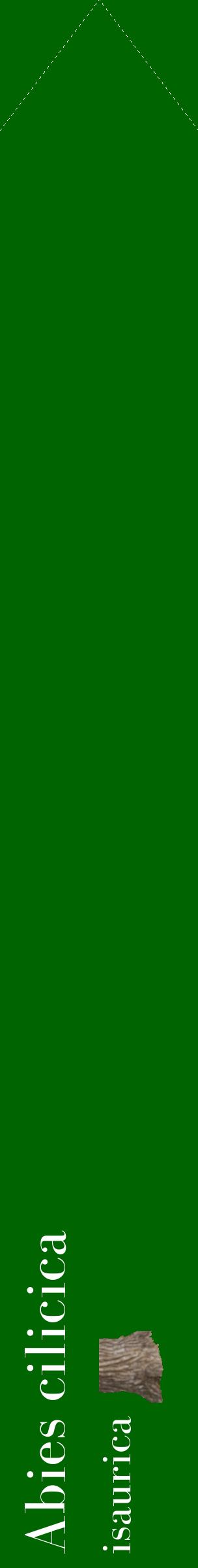 Étiquette de : Abies cilicica isaurica - format c - style blanche8_simplebod avec comestibilité simplifiée
